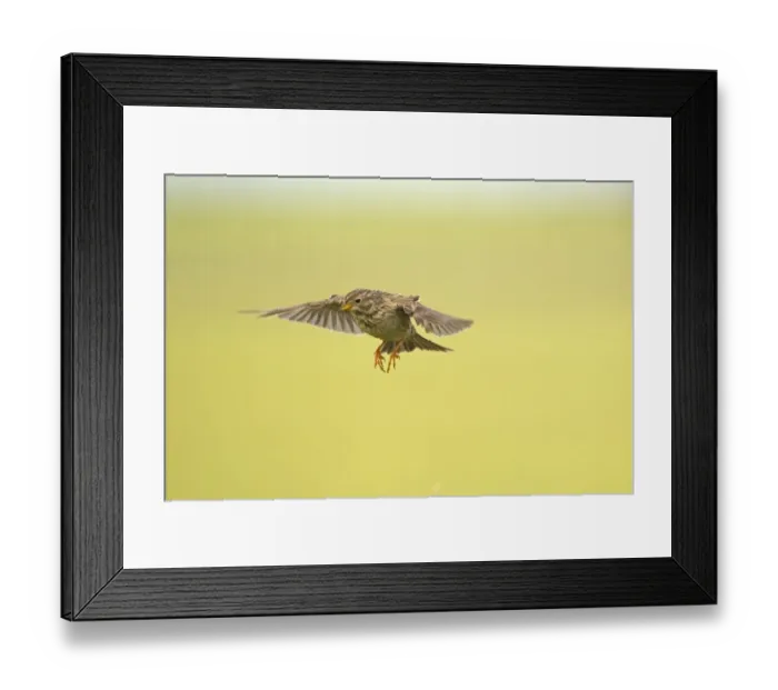 Framed Print : Corn Bunting (Miliaria calandra) adult, in flight, hovering with legs typically dangling, Castilla y Leon, Spain, May Framed Print : Corn Bunting (Miliaria calandra) adult, in flight, hovering with legs typically dangling, Castilla y Leon, Spain, May