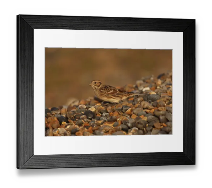 Framed Print : Lapland Bunting (Calcarius lapponicus) adult, non-breeding plumage, standing on shingle, Salthouse, Norfolk, England Framed Print : Lapland Bunting (Calcarius lapponicus) adult, non-breeding plumage, standing on shingle, Salthouse, Norfolk, England