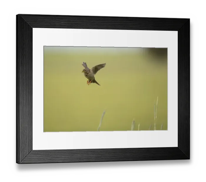 Framed Print : Corn Bunting (Miliaria calandra) adult, in flight, hovering with legs typically dangling, Castilla y Leon, Spain, May