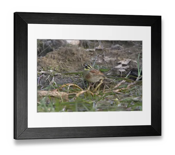 Framed Print : Cirl Bunting (Emberiza cirlus) adult male, drinking at pool, Extremadura, Spain, April Framed Print : Cirl Bunting (Emberiza cirlus) adult male, drinking at pool, Extremadura, Spain, April