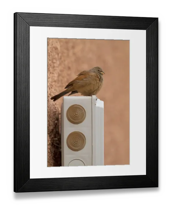 Framed Print : House Bunting (Emberiza sahari) adult female, perched on building, Morocco, March