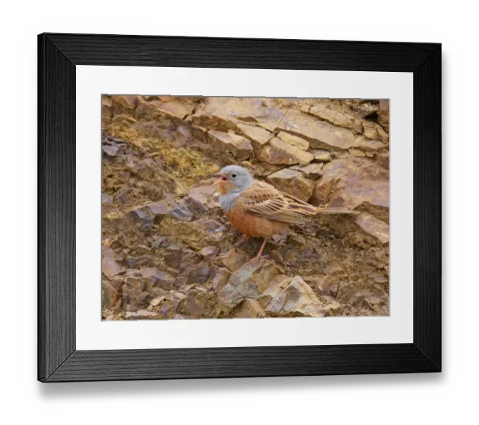 Framed Print : Cretzschmars Bunting (Emberiza caesia) adult male, singing, standing on rocks in foothills, Cyprus, August Framed Print : Cretzschmars Bunting (Emberiza caesia) adult male, singing, standing on rocks in foothills, Cyprus, August