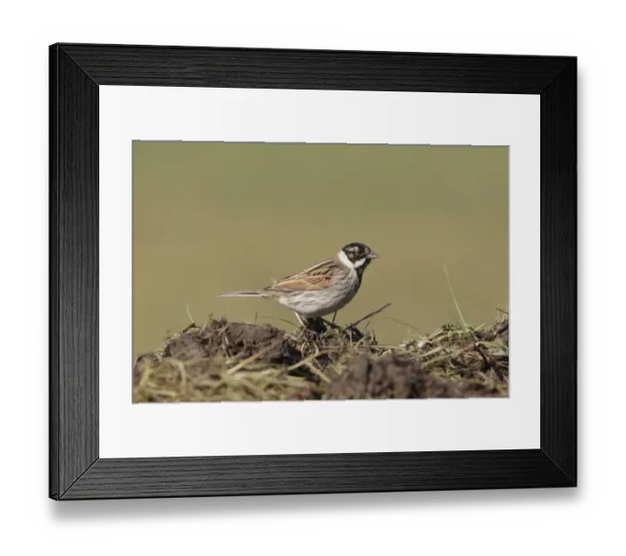 Framed Print : Reed Bunting (Emberiza schoeniclus) adult male, winter plumage, standing on ground in farmland, West Yorkshire Framed Print : Reed Bunting (Emberiza schoeniclus) adult male, winter plumage, standing on ground in farmland, West Yorkshire