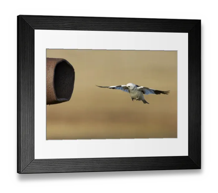 Framed Print : Snow Bunting (Plectrophenax nivalis) adult male, breeding plumage, in flight, with mosquitoes in beak Framed Print : Snow Bunting (Plectrophenax nivalis) adult male, breeding plumage, in flight, with mosquitoes in beak