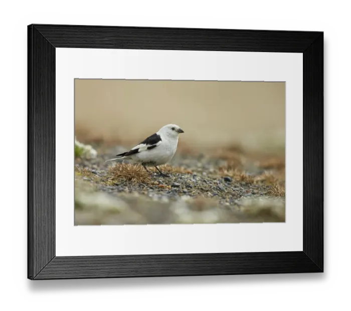 Framed Print : Snow Bunting (Plectrophenax nivalis) adult male, breeding plumage, standing on tundra, near Barrow, Alaska, U. S. A. June Framed Print : Snow Bunting (Plectrophenax nivalis) adult male, breeding plumage, standing on tundra, near Barrow, Alaska, U. S. A. June