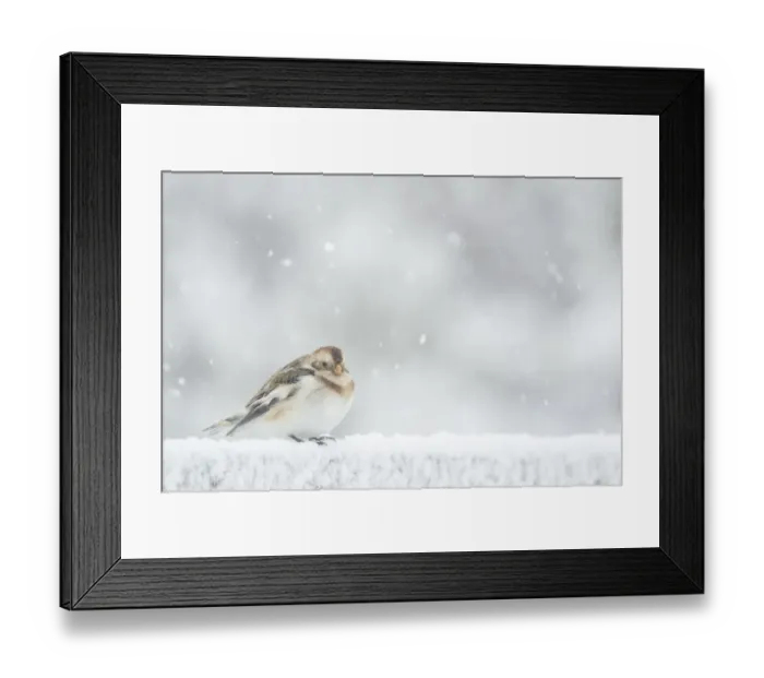 Framed Print : Snow Bunting (Plectrophenax nivalis) adult, winter plumage, standing on snow during snowfall, Scotland, February Framed Print : Snow Bunting (Plectrophenax nivalis) adult, winter plumage, standing on snow during snowfall, Scotland, February