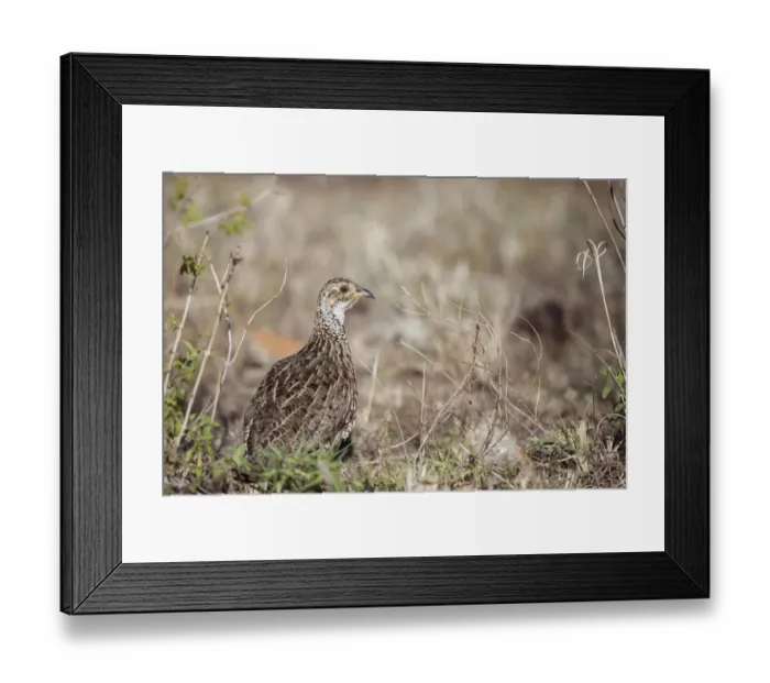 Framed Print : Shelleys Francolin (Scleroptila shelleyi) adult, standing in savannah, Serengeti N. P. Tanzania, December Framed Print : Shelleys Francolin (Scleroptila shelleyi) adult, standing in savannah, Serengeti N. P. Tanzania, December