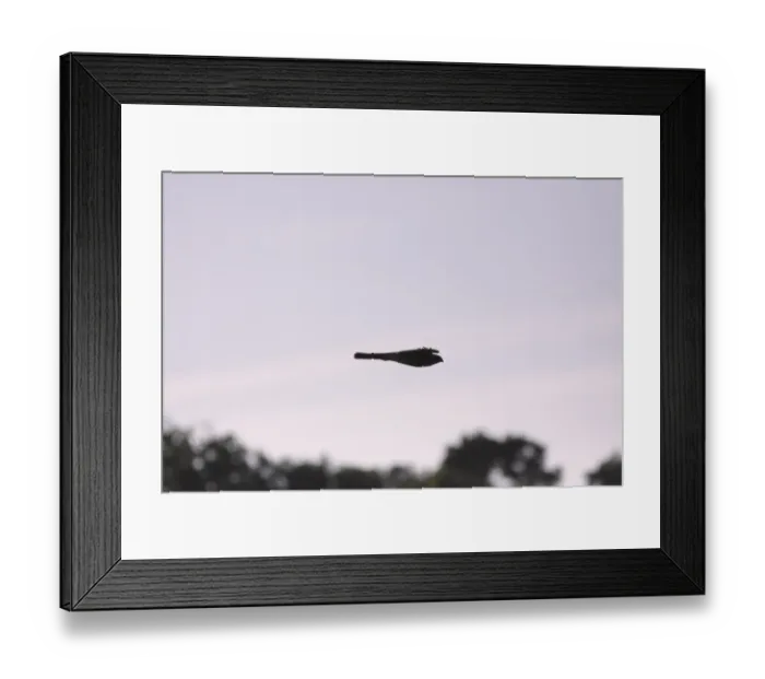 Framed Print : Eurasian Sparrowhawk (Accipiter nisus) adult female, in flight over hedgerow in farmland, silhouetted at sunset Framed Print : Eurasian Sparrowhawk (Accipiter nisus) adult female, in flight over hedgerow in farmland, silhouetted at sunset