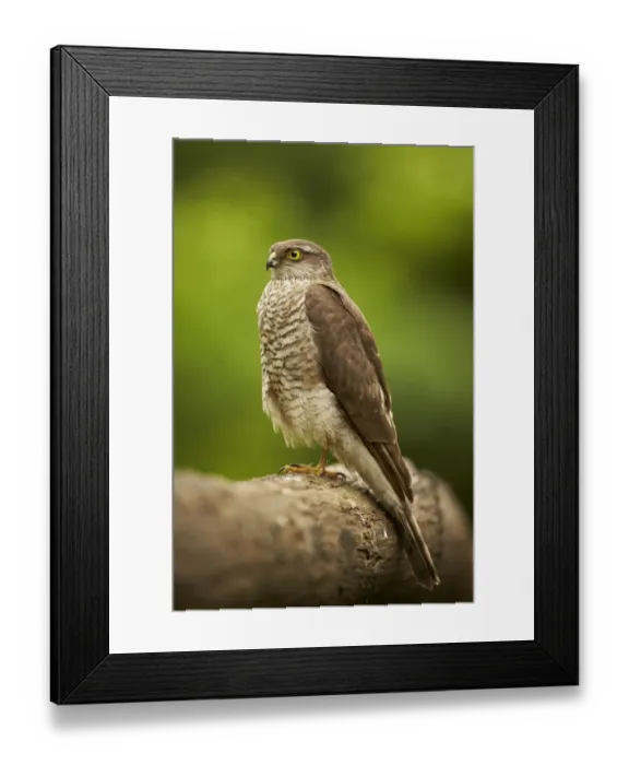 Framed Print : Eurasian Sparrowhawk (Accipiter nisus) immature female, perched on log in woodland, Hungary, May Framed Print : Eurasian Sparrowhawk (Accipiter nisus) immature female, perched on log in woodland, Hungary, May