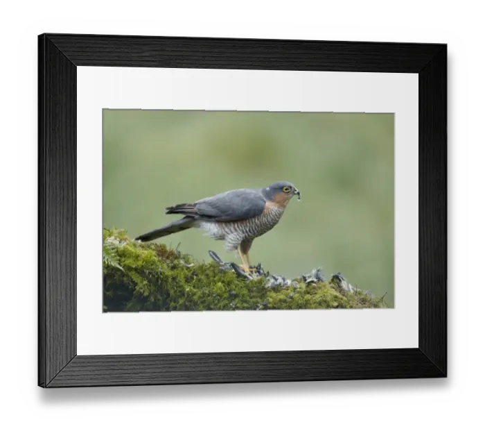 Framed Print : Eurasian Sparrowhawk (Accipiter nisus) adult male, feeding on Great Tit (Parus major) prey at woodland plucking post Framed Print : Eurasian Sparrowhawk (Accipiter nisus) adult male, feeding on Great Tit (Parus major) prey at woodland plucking post