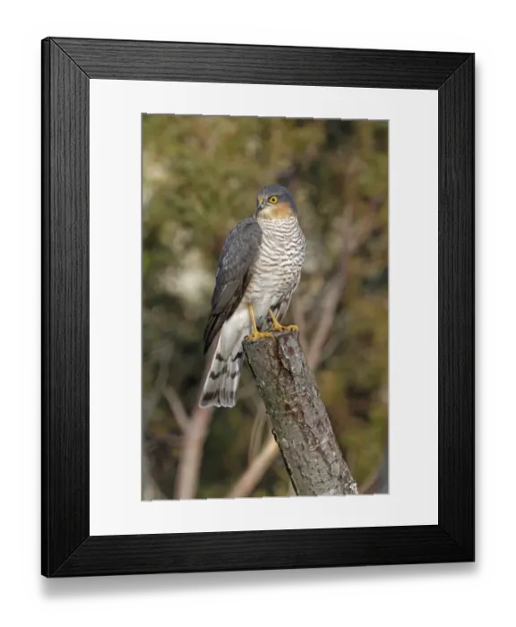 Framed Print : Eurasian Sparrowhawk (Accipiter nisus) adult male, perched on stump, Abernethy Forest, Strathspey, Cairngorms N. P