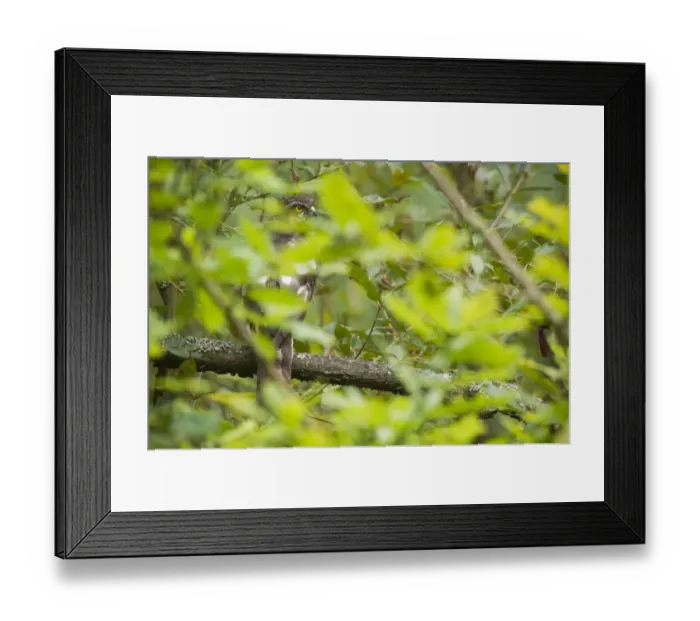 Framed Print : Eurasian Sparrowhawk (Accipiter nisus) adult female, perched on branch amongst foliage after bathing, Kent, England Framed Print : Eurasian Sparrowhawk (Accipiter nisus) adult female, perched on branch amongst foliage after bathing, Kent, England