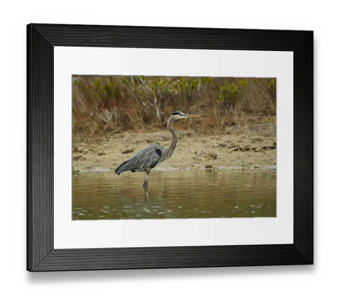 Framed Print : Great Blue Heron (Ardea herodias occidentalis) adult, standing in shallow lagoon, Zapata Peninsula, Matanzas Province Framed Print : Great Blue Heron (Ardea herodias occidentalis) adult, standing in shallow lagoon, Zapata Peninsula, Matanzas Province