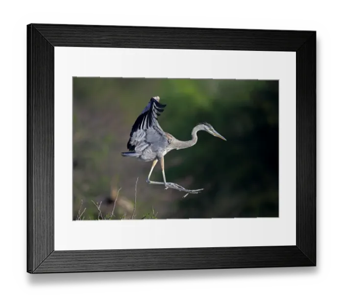 Framed Print : Great Blue Heron (Ardea herodias) chick, fledgling in flight, taking off from nest, Venice Rookery, Venice, Florida Framed Print : Great Blue Heron (Ardea herodias) chick, fledgling in flight, taking off from nest, Venice Rookery, Venice, Florida