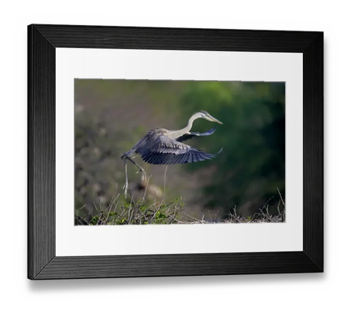 Framed Print : Great Blue Heron (Ardea herodias) chick, fledgling in flight, taking off from nest, Venice Rookery, Venice, Florida