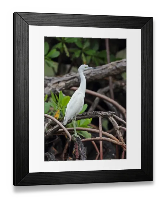 Framed Print : Little Blue Heron (Egretta caerulea) immature, standing on mangrove root, Los Haitises N. P. Dominican Republic, January Framed Print : Little Blue Heron (Egretta caerulea) immature, standing on mangrove root, Los Haitises N. P. Dominican Republic, January