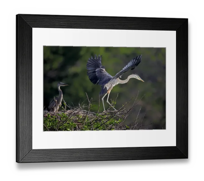 Framed Print : Great Blue Heron (Ardea herodias) chick, fledgling with wings spread, taking off from nest, Venice Rookery, Venice Framed Print : Great Blue Heron (Ardea herodias) chick, fledgling with wings spread, taking off from nest, Venice Rookery, Venice