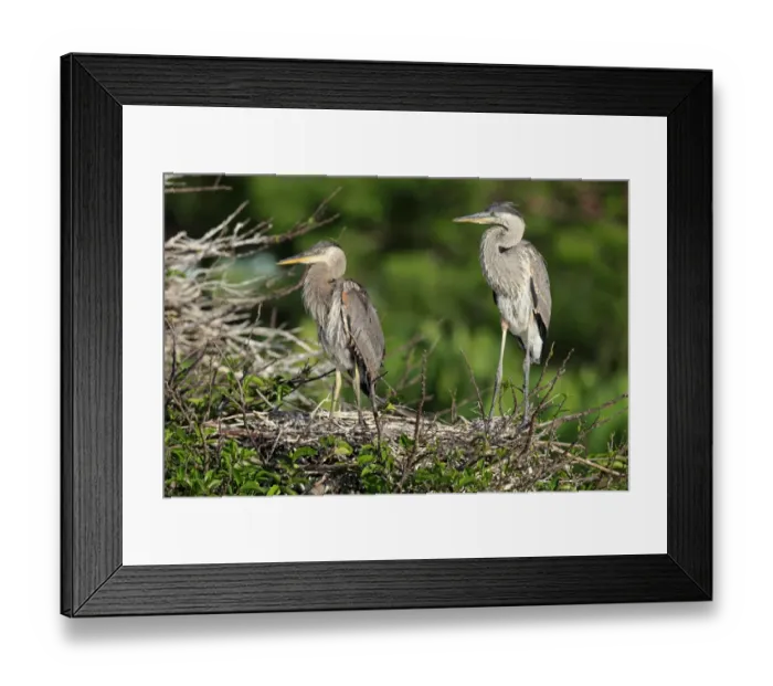 Framed Print : Great Blue Heron (Ardea herodias) two chicks, standing at nest, Venice Rookery, Venice, Florida, U. S. A. March