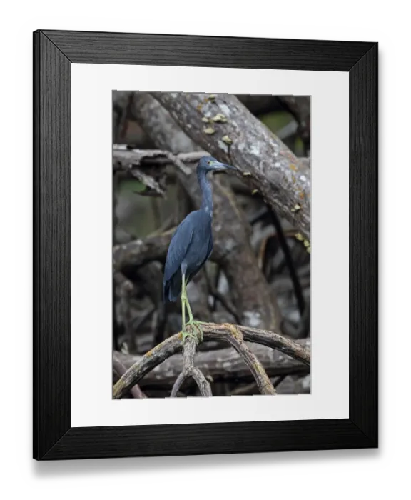 Framed Print : Little Blue Heron (Egretta caerulea) adult, standing on mangrove root, Los Haitises N. P. Dominican Republic, January