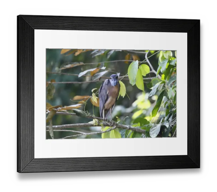 Framed Print : Boat-billed Heron (Cochlearius cochlearius) adult, standing on branch over water in mangrove swamp, Costa Rica, April Framed Print : Boat-billed Heron (Cochlearius cochlearius) adult, standing on branch over water in mangrove swamp, Costa Rica, April