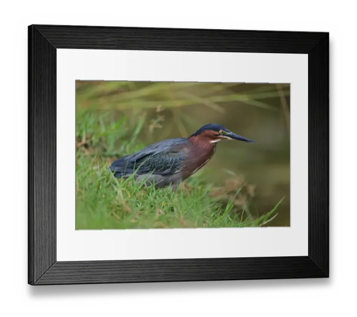 Framed Print : Green Heron (Butorides virescens) adult, standing in grass beside water, Tobago, Trinidad and Tobago, May Framed Print : Green Heron (Butorides virescens) adult, standing in grass beside water, Tobago, Trinidad and Tobago, May