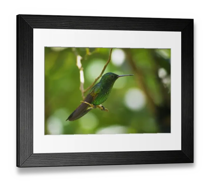 Framed Print : Copper-rumped Hummingbird (Amazilia tobaci) adult, perched on twig, Tobago, Trinidad and Tobago, October Framed Print : Copper-rumped Hummingbird (Amazilia tobaci) adult, perched on twig, Tobago, Trinidad and Tobago, October