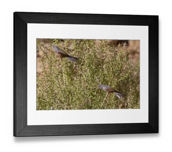 Framed Print : Tristrams Warbler (Sylvia deserticola) adult pair, perched on bush, Morocco, March Framed Print : Tristrams Warbler (Sylvia deserticola) adult pair, perched on bush, Morocco, March