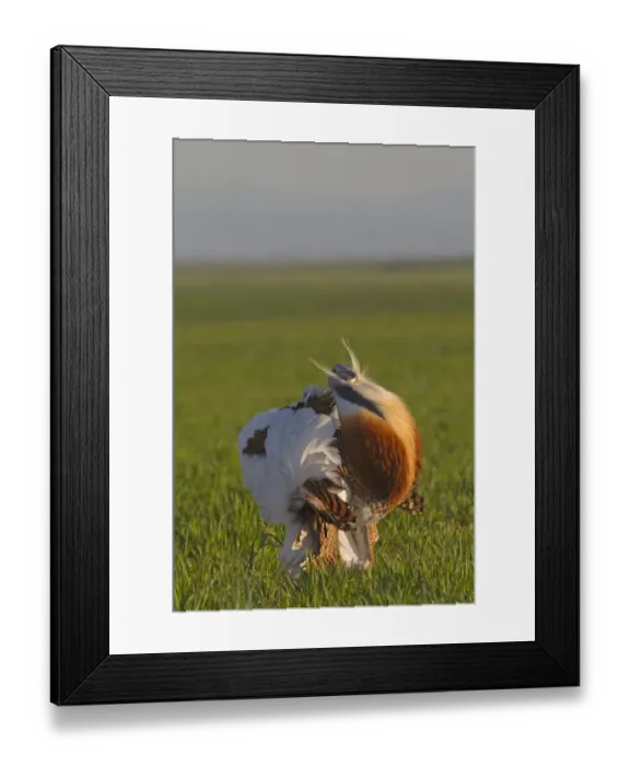 Framed Print : Great Bustard (Otis tarda) adult male, displaying, Castilla y Leon, Spain, April Framed Print : Great Bustard (Otis tarda) adult male, displaying, Castilla y Leon, Spain, April