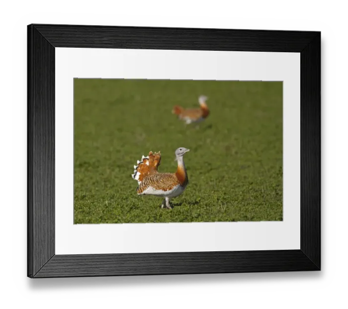 Framed Print : Great Bustard (Otis tarda) two adult males, strutting and about to join fight, Castilla y Leon, Spain, March