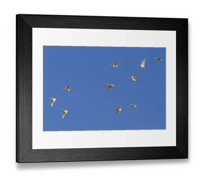 Framed Print : Little Bustard (Tetrax tetrax) winter flock, in flight, Spain, January Framed Print : Little Bustard (Tetrax tetrax) winter flock, in flight, Spain, January