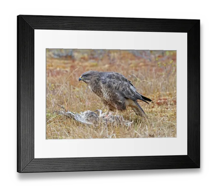 Framed Print : Common Buzzard (Buteo buteo) adult, feeding on Common Pheasant (Phasianus colchicus) kill, Cairngorms N. P