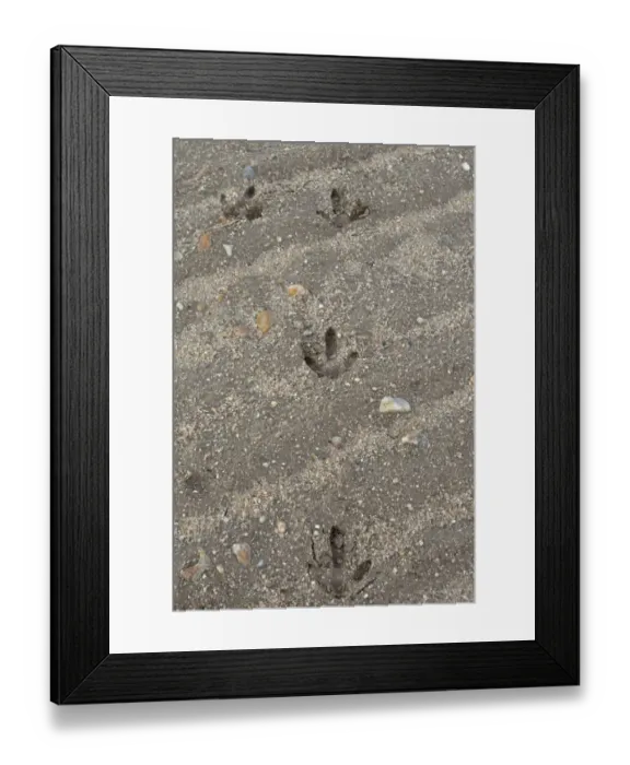 Framed Print : Great Bustard (Otis tarda) footprints in bare field, Castilla y Leon, Spain, March Framed Print : Great Bustard (Otis tarda) footprints in bare field, Castilla y Leon, Spain, March