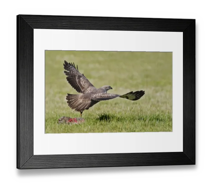 Framed Print : Common Buzzard (Buteo buteo) adult, in flight, taking off after feeding on European Rabbit (Oryctolagus cuniculus)