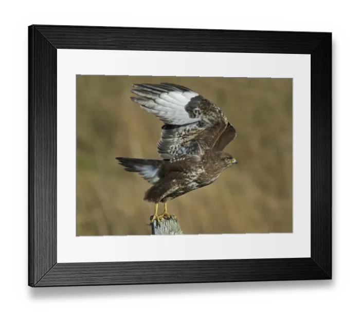 Framed Print : Common Buzzard (Buteo buteo) adult, taking off from fencepost, Kilchoman, Islay, Inner Hebrides, Scotland, March Framed Print : Common Buzzard (Buteo buteo) adult, taking off from fencepost, Kilchoman, Islay, Inner Hebrides, Scotland, March