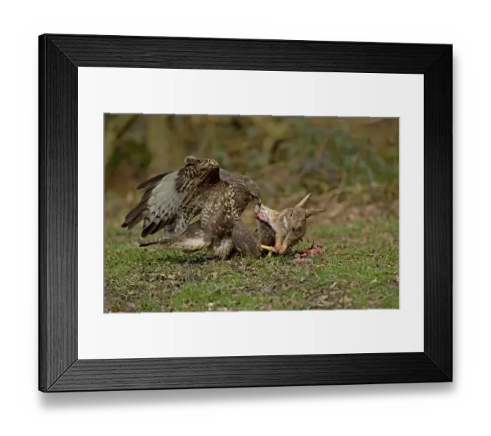 Framed Print : Common Buzzard (Buteo buteo) adult, feeding on European Rabbit (Oryctolagus cuniculus) prey, Cheshire, England, March