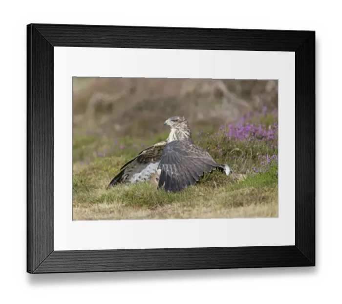 Framed Print : Common Buzzard (Buteo buteo) adult, mantling European Rabbit (Oryctolagus cuniculus) prey in heathland, England Framed Print : Common Buzzard (Buteo buteo) adult, mantling European Rabbit (Oryctolagus cuniculus) prey in heathland, England