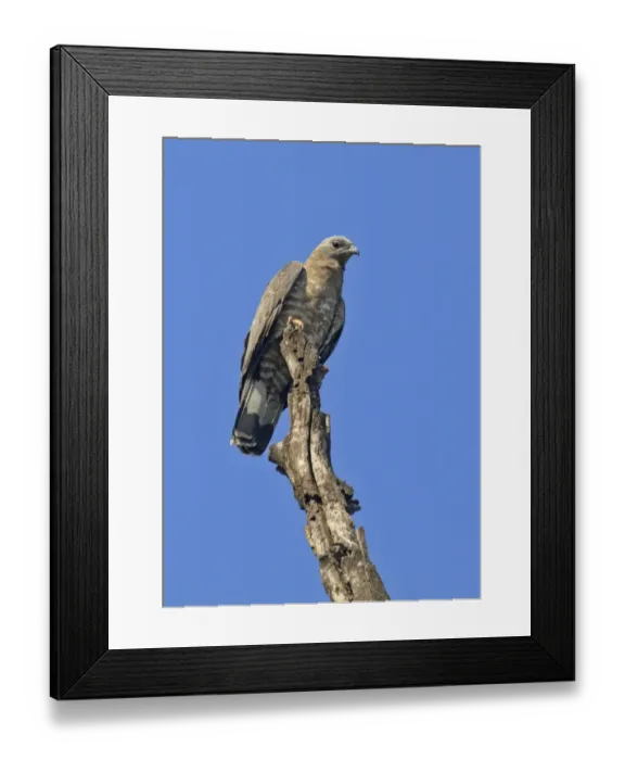 Framed Print : Oriental Honey-buzzard (Pernis ptilorhynchus) adult, perched on dead tree, Kanha N. P. Madhya Pradesh, India, February Framed Print : Oriental Honey-buzzard (Pernis ptilorhynchus) adult, perched on dead tree, Kanha N. P. Madhya Pradesh, India, February