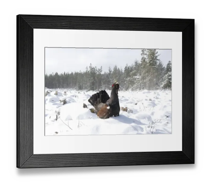 Framed Print : Western Capercaillie (Tetrao urogallus) adult male, displaying in snow, Strathspey, Highlands, Scotland, January