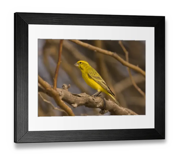 Framed Print : Yellow Canary (Serinus flaviventris) adult male, perched on branch, Kalahari Desert, Kalahari Gemsbok N. P Framed Print : Yellow Canary (Serinus flaviventris) adult male, perched on branch, Kalahari Desert, Kalahari Gemsbok N. P