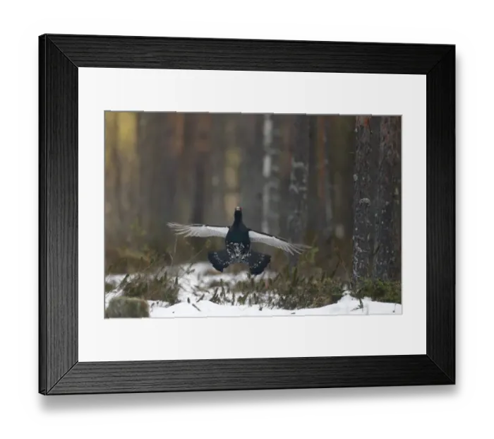 Framed Print : Western Capercaillie (Tetrao urogallus) adult male, flutter-jumping display at lek in snow covered coniferous forest Framed Print : Western Capercaillie (Tetrao urogallus) adult male, flutter-jumping display at lek in snow covered coniferous forest