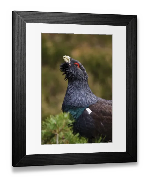 Framed Print : Western Capercaillie (Tetrao urogallus) adult male, close-up of head and neck, in territorial display Framed Print : Western Capercaillie (Tetrao urogallus) adult male, close-up of head and neck, in territorial display