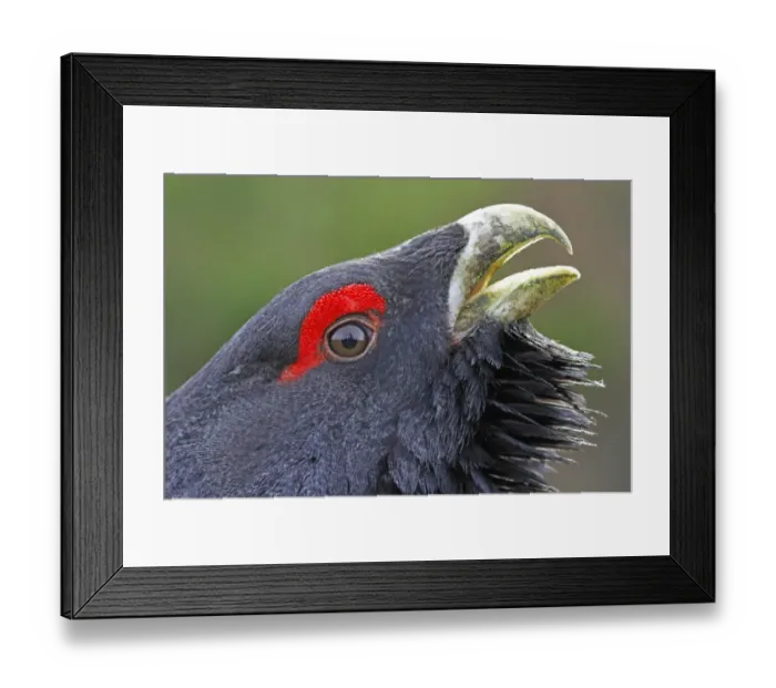 Framed Print : Western Capercaillie (Tetrao urogallus) adult male, close-up of head, rogue displaying, Rothiemurchus Estate Framed Print : Western Capercaillie (Tetrao urogallus) adult male, close-up of head, rogue displaying, Rothiemurchus Estate