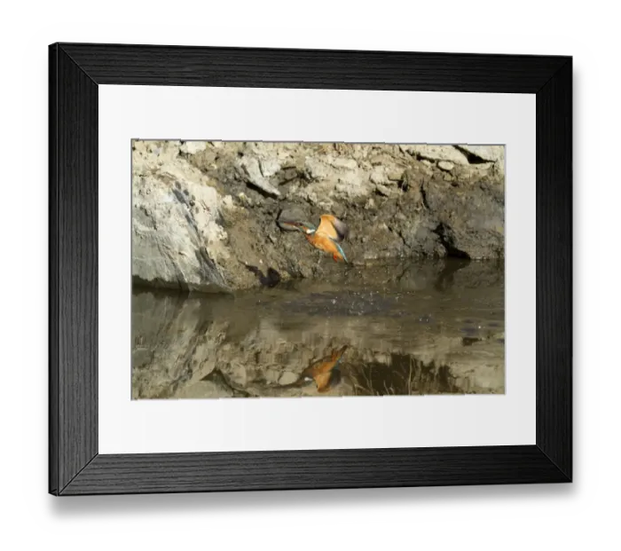 Framed Print : Common Kingfisher (Alcedo atthis) adult female, in flight, emerging from water having caught small fish, Extremadura Framed Print : Common Kingfisher (Alcedo atthis) adult female, in flight, emerging from water having caught small fish, Extremadura
