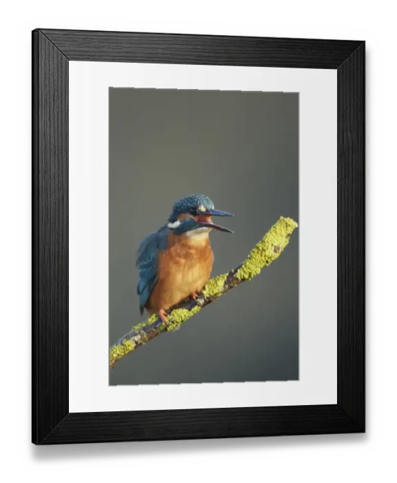 Framed Print : Common Kingfisher (Alcedo atthis) adult, calling, perched on lichen covered twig, Worcestershire, England, November Framed Print : Common Kingfisher (Alcedo atthis) adult, calling, perched on lichen covered twig, Worcestershire, England, November