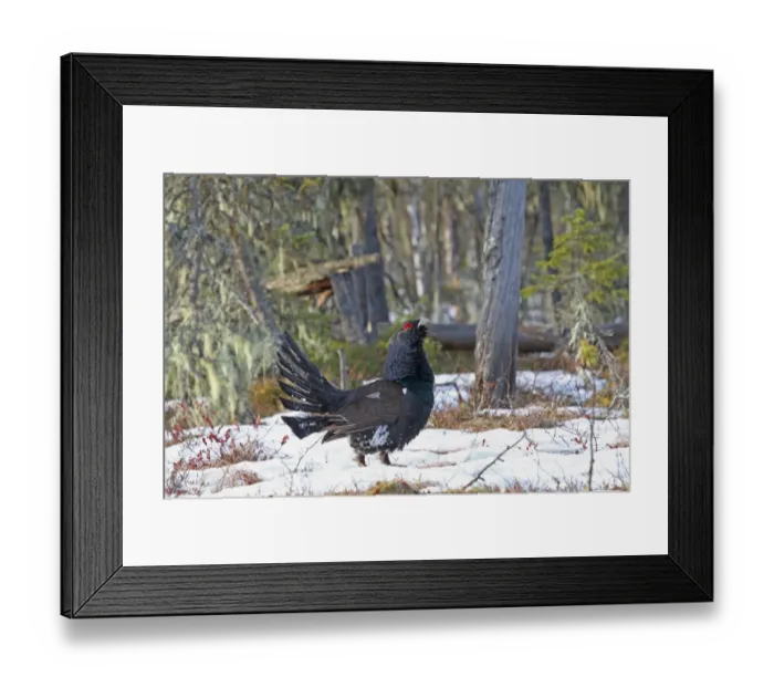 Framed Print : Western Capercaillie (Tetrao urogallus obsoletus) adult male, displaying on snow at lek in taiga forest Framed Print : Western Capercaillie (Tetrao urogallus obsoletus) adult male, displaying on snow at lek in taiga forest