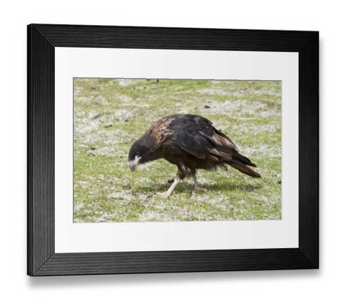 Framed Print : Striated Caracara (Phalcoboenus australis) adult, walking on ground, West Point Island, Falkland Islands, January Framed Print : Striated Caracara (Phalcoboenus australis) adult, walking on ground, West Point Island, Falkland Islands, January