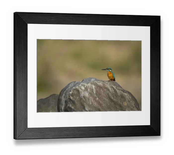 Framed Print : Common Kingfisher (Alcedo atthis bengalensis) adult, standing on rock, Kanha N. P. Madhya Pradesh, India, March Framed Print : Common Kingfisher (Alcedo atthis bengalensis) adult, standing on rock, Kanha N. P. Madhya Pradesh, India, March