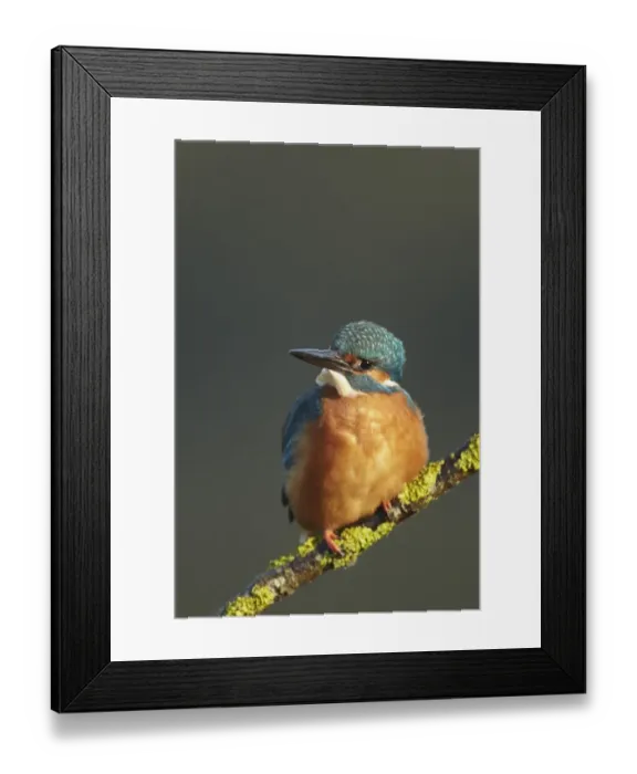 Framed Print : Common Kingfisher (Alcedo atthis) adult, perched on lichen covered twig, Worcestershire, England, November Framed Print : Common Kingfisher (Alcedo atthis) adult, perched on lichen covered twig, Worcestershire, England, November