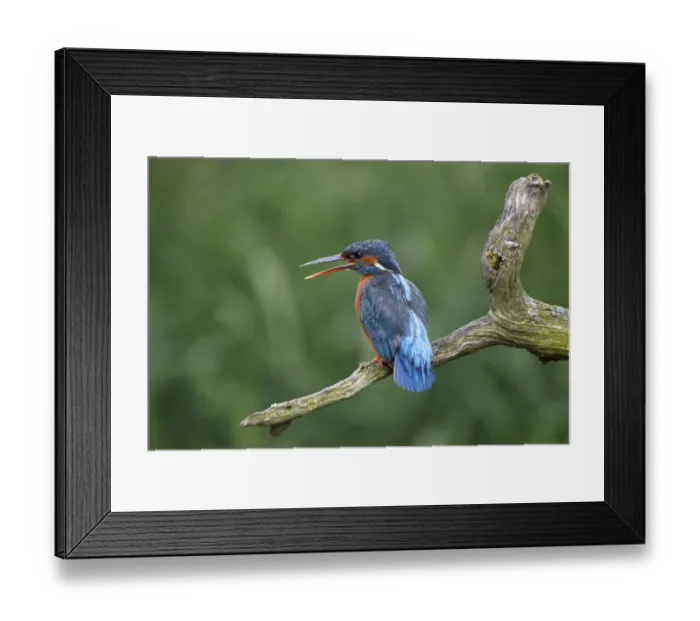 Framed Print : Common Kingfisher (Alcedo atthis) adult female, displaying at another bird, perched on branch, Warwickshire, England Framed Print : Common Kingfisher (Alcedo atthis) adult female, displaying at another bird, perched on branch, Warwickshire, England