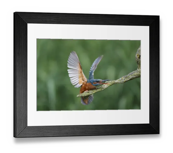 Framed Print : Common Kingfisher (Alcedo atthis) adult female, displaying at another bird, perched on branch, Warwickshire, England Framed Print : Common Kingfisher (Alcedo atthis) adult female, displaying at another bird, perched on branch, Warwickshire, England